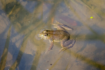 Close-up, detailed shot of a vibrant frog floating peacefully on the still, sunlit water of a village pond in rural Bangladesh. Nature, wildlife, and amphibian life in South Asia on a sunny day.
