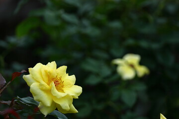 Fototapeta premium 花の女王