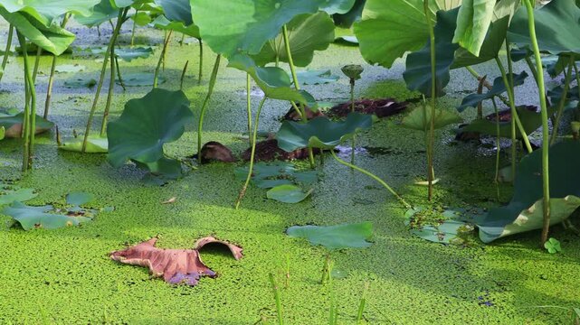 Cute ducks are swimming.귀여운 오리들이 헤엄을 치고있습니다.
