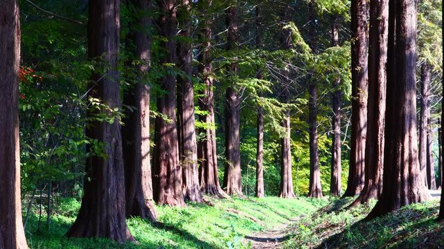 Sunlight shines through the beautiful metasequoia trees.아름드리 메타세콰이어 나무사이로 햇살이 비추고있습니다.
