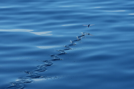 Fliegender Fisch im Atlantik vor Gran Canaria