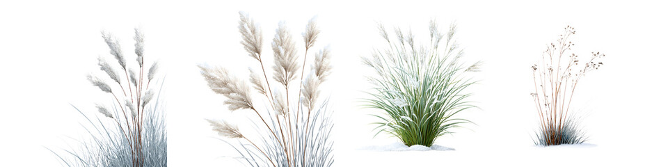 Pampas Grass Collection Fluffy Ornamental