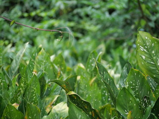 A small, beautiful dragonfly gracefully hovering above swamp vegetation, displaying delicate wings and vivid natural colors.
