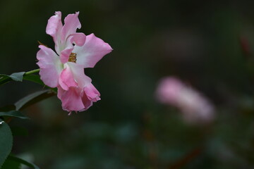 Obraz premium 花の女王