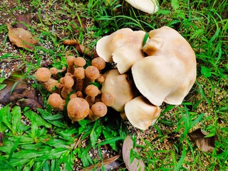 Lyophyllum decastes and honey fungus grow close together