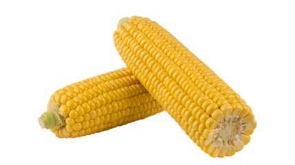 Fresh corn on the cob ready to be grilled, perfect for summer recipes and healthy eating promotions, a vibrant addition to your food blog or cookbook