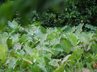 A small, beautiful dragonfly gracefully hovering above swamp vegetation, displaying delicate wings and vivid natural colors.