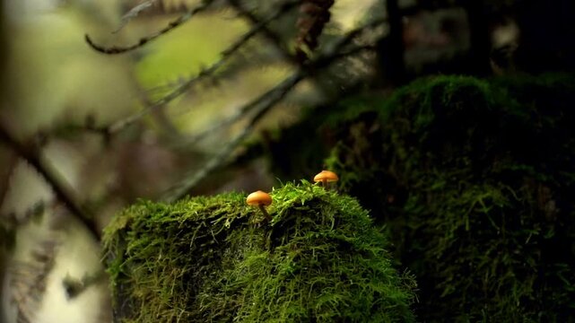 Two small orange mushrooms emerge from a lush green moss-covered log deep in Tasmania&rsquo;s temperate rainforest