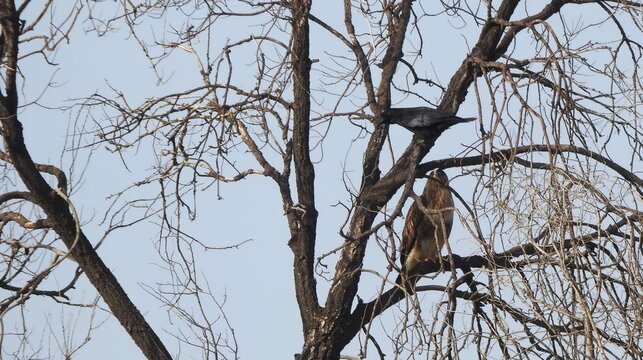 Crow cawing at calm hawk on bare winter tree