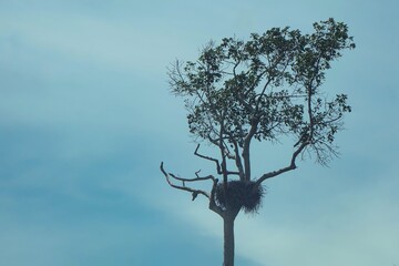 Solitary Tree with Nest Against Blue Sky