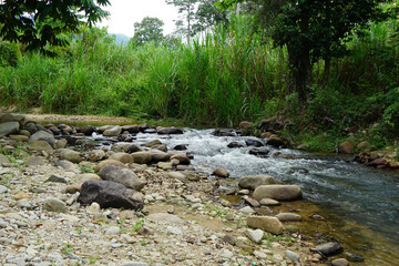 A natural forest stream with clear water rushing over rocks and pebbles, surrounded by lush greenery and grass. A peaceful, scenic view of a freshwater ecosystem.