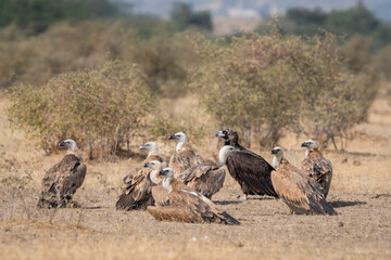 Flock of wild cinereous vulture and Eurasian griffon vulture or gyps fulvus and Aegypius monachus basking sun winter migration at desert national park jaisalmer rajasthan india asia