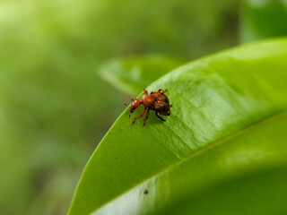 close up of a leaf roller beetle on a sapodilla leaf from the family Attelabidae