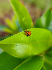 Fototapeta premium close up of a leaf roller beetle di daun sawo from the family Attelabidae