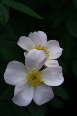 Obraz premium 花の女王