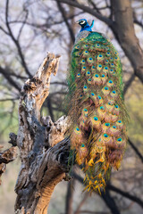 Obraz premium male Indian peafowl or Pavo cristatus or peacock in natural scenic winter season jungle perched on tree trunk at ranthambore national park forest tiger reserve rajasthan india asia