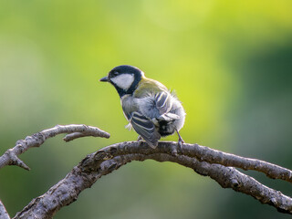枝にとまるシジュウカラ
