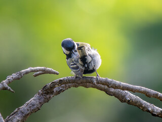 枝にとまるシジュウカラ