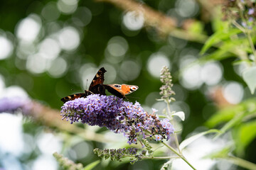 Pfauenauge auf dem Schmetterlingsflieder Buddleja davidii