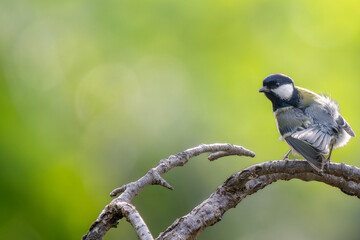 枝にとまるシジュウカラ
