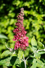 Pfauenauge auf dem Schmetterlingsflieder Buddleja davidii