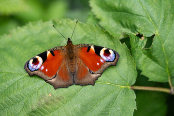 Pfauenauge auf dem Schmetterlingsflieder Buddleja davidii