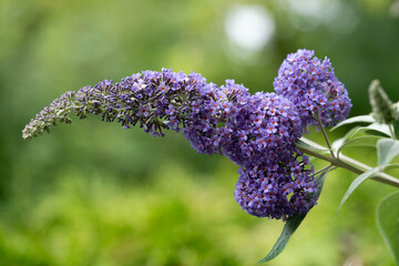 Pfauenauge auf dem Schmetterlingsflieder Buddleja davidii