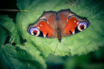 Pfauenauge auf dem Schmetterlingsflieder Buddleja davidii