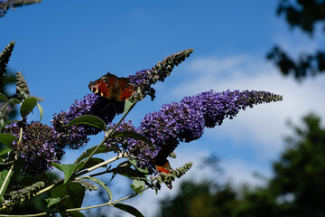 Pfauenauge auf dem Schmetterlingsflieder Buddleja davidii