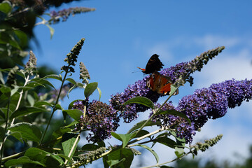 Pfauenauge auf dem Schmetterlingsflieder Buddleja davidii