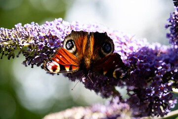 Pfauenauge auf dem Schmetterlingsflieder Buddleja davidii