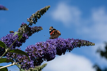 Pfauenauge auf dem Schmetterlingsflieder Buddleja davidii