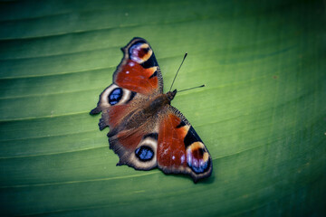 Pfauenauge auf dem Schmetterlingsflieder Buddleja davidii