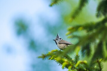 A cute crested tit sits on a spruce tree. A titmouse with crest in the nature habitat.  Lophophanes cristatus