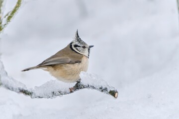 A cute crested tit sits on a twig with icing. Winter scene with a titmouse with crest. Lophophanes...