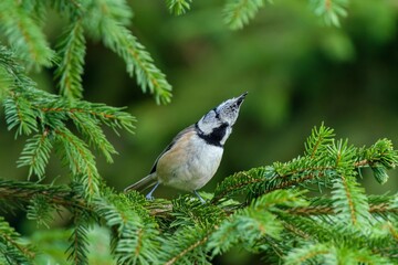 A cute crested tit sits on a spruce tree. A titmouse with crest in the nature habitat.  Lophophanes cristatus