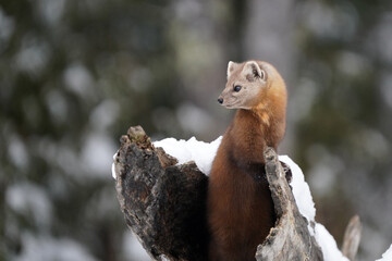 American Marten Snow  