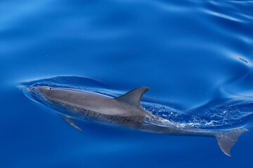 Delfin im Atlantik vor Gran Canaria