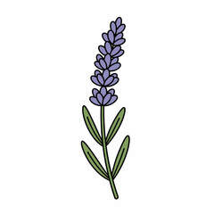 Simple hand-drawn lavender flower sprig illustration. Isolated vector doodle of a purple herbal plant on a white background © AzUrier