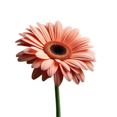 Vibrant peach gerbera daisy flower blossom detailed petals isolated close up studio shot isolated on transparent background