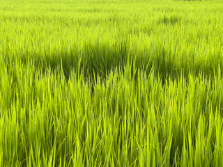 Closeup green rice field with sunlight