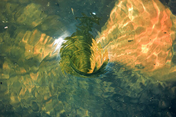 remoinho na &aacute;gua