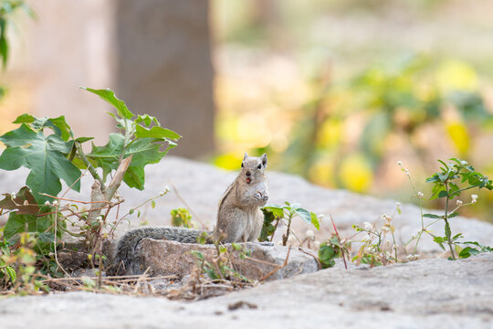 Indian three striped palm squirrel, Funambulus palmarum, chipmunk sitting on a rock, wildlife of India