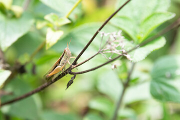 Grasshopper cricket crawling on plant, insect animal in India, ecosystem and environment, Pseudochorthippus parallelus