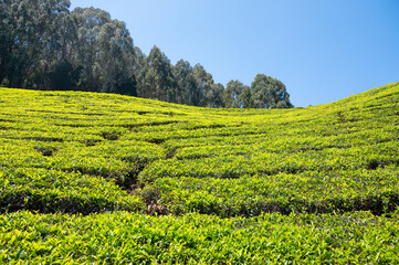 Tea growing area Ooty, India, fields in Udagamandalam, Tamil Nadu, Nilgiri hills, agriculture of...