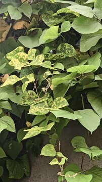 Lablab leaves display DYMV/BYMV symptoms (yellow mottling, chlorosis). There's no cure; control involves removing infected plants and managing whitefly vectors. There is no cure and use clean seeds.