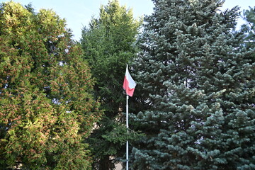 Polish flag on a mast among conifer trees
