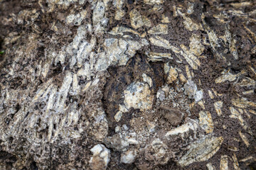 Weathered basalt. Koʻolau Range. Moanalua Valley & Moanalua Ridge Trail, Honolulu, Oahu, Hawaii. Koolau Basalt / Tholeiitic basalt. Oxidized. Porphyrite or porphyritic basalt / plagioclase phenocrysts