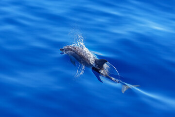 Delfin im Atlantik im ruhigen Meer vor Gran Canaria