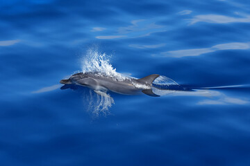 Delfin im Atlantik im ruhigen Meer vor Gran Canaria